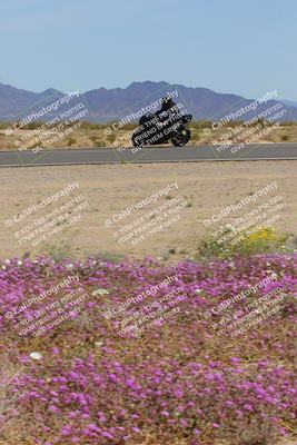 media/Mar-12-2023-SoCal Trackdays (Sun) [[d4c8249724]]/Turn 15 Inside Bloom (130pm)/